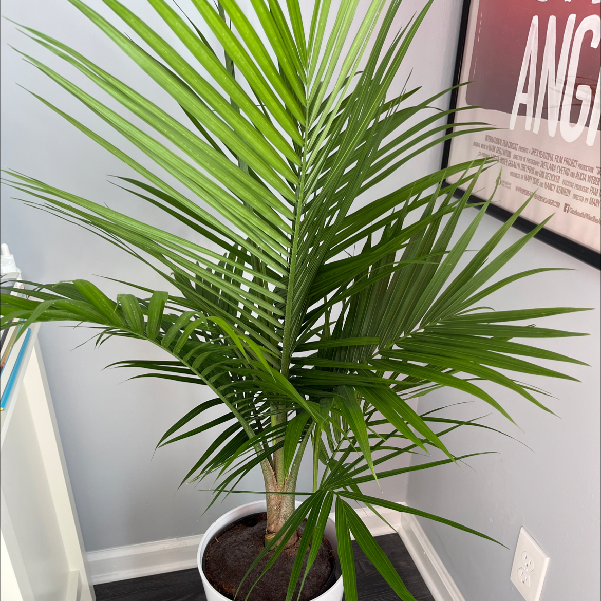 Photo of the plant species Majesty Palm by @WarrantedYuzu named Palmer on Greg, the plant care app