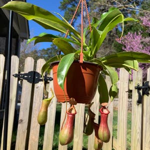 Tropical Pitcher Plant plant photo by Jjboi named Your plant on Greg, the plant care app.