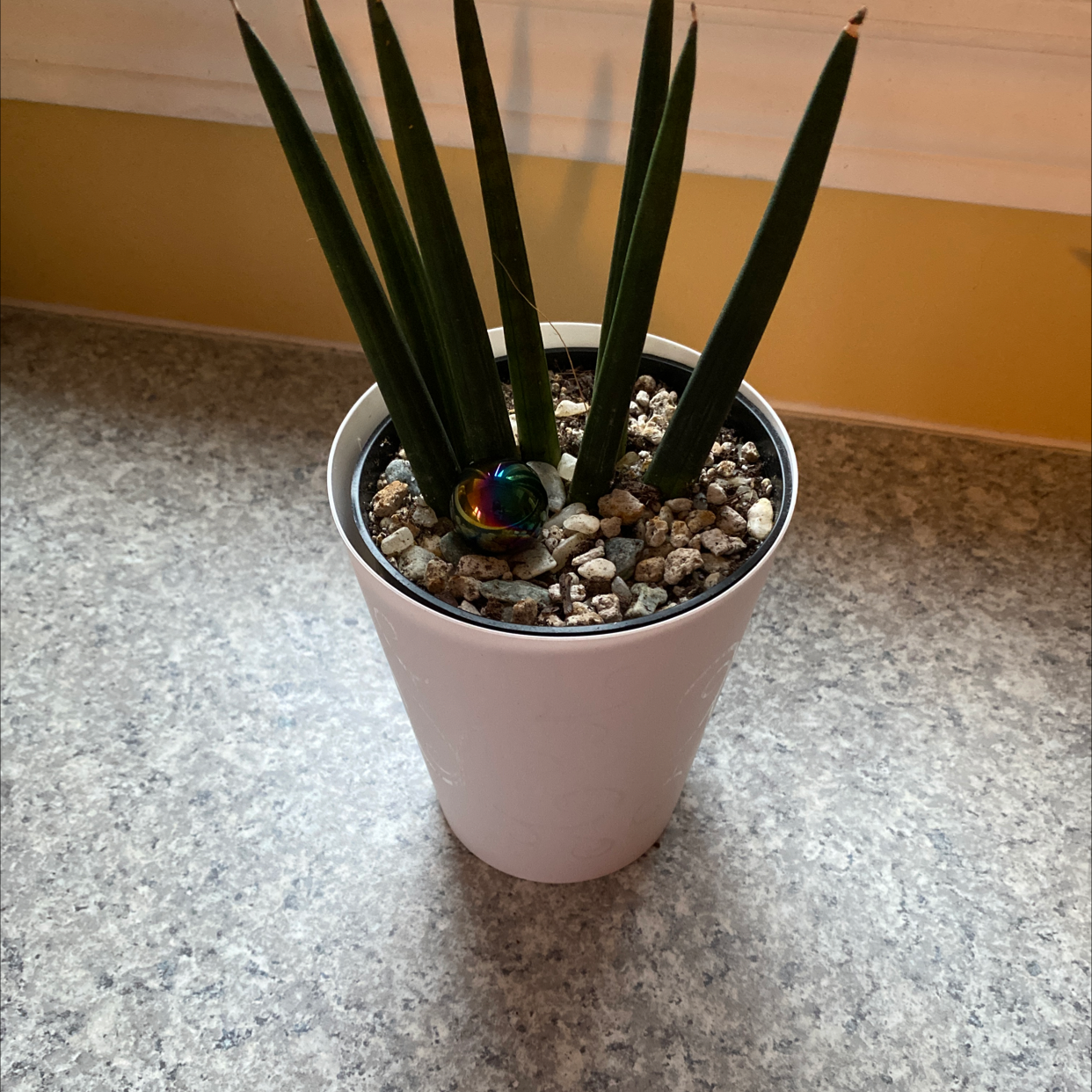 Cylindrical Snake Plant in a white pot on a countertop with pebbles and a decorative item.