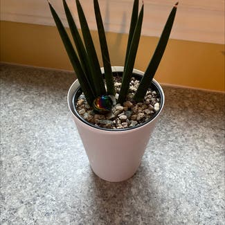 Cylindrical Snake Plant plant in Winchester, Ontario