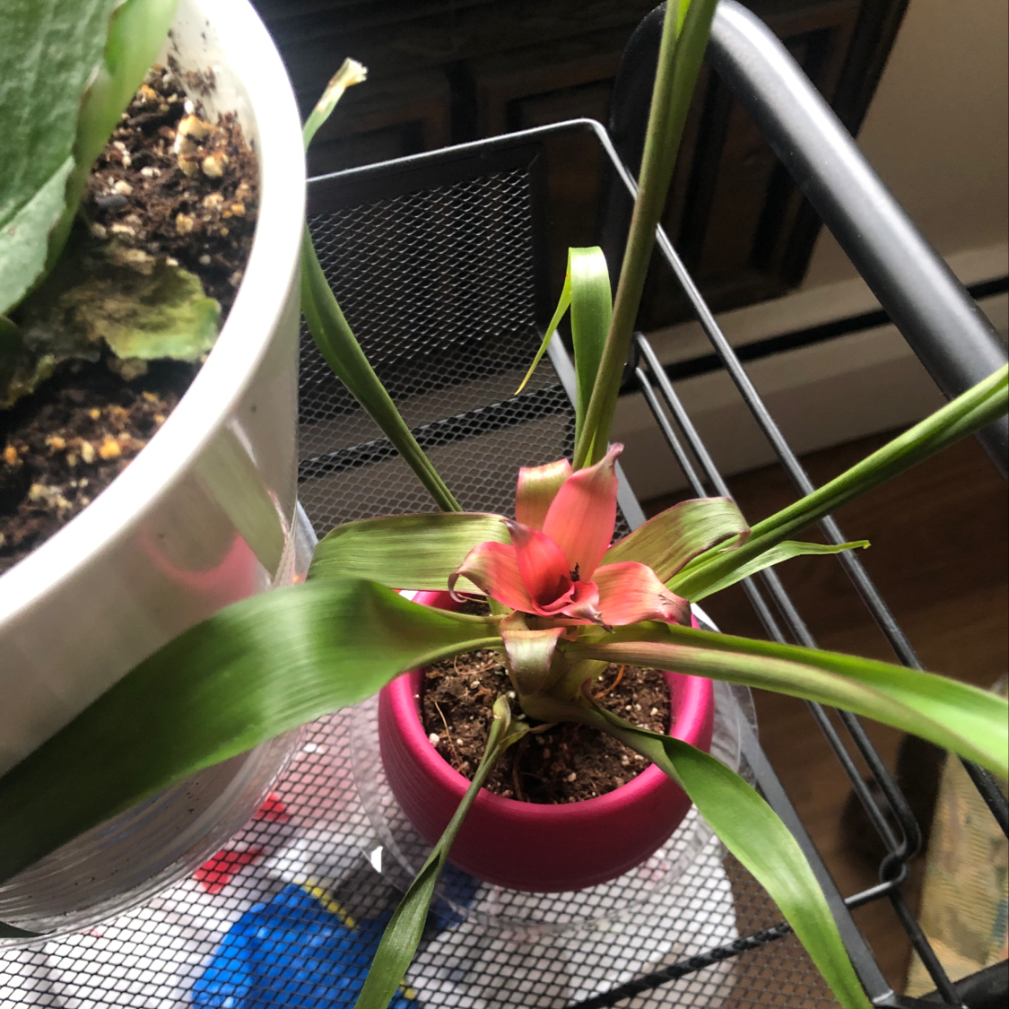 Healthy Tillandsia stricta airplant in a pink pot with long curving leaves and a small pink flower bud, mounted on a metal rack.