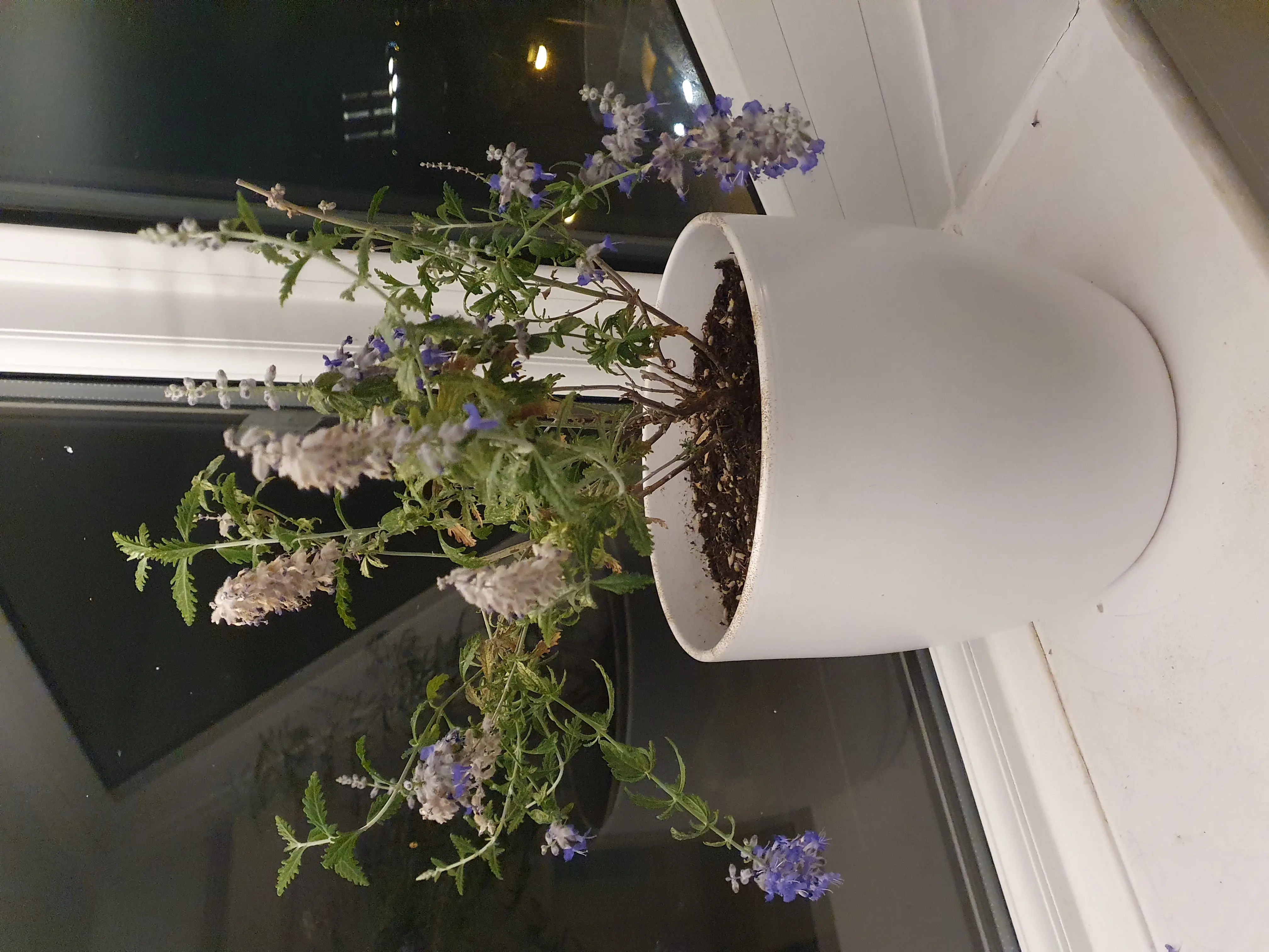Potted Mealycup Sage plant with purple-blue flowers on a windowsill.