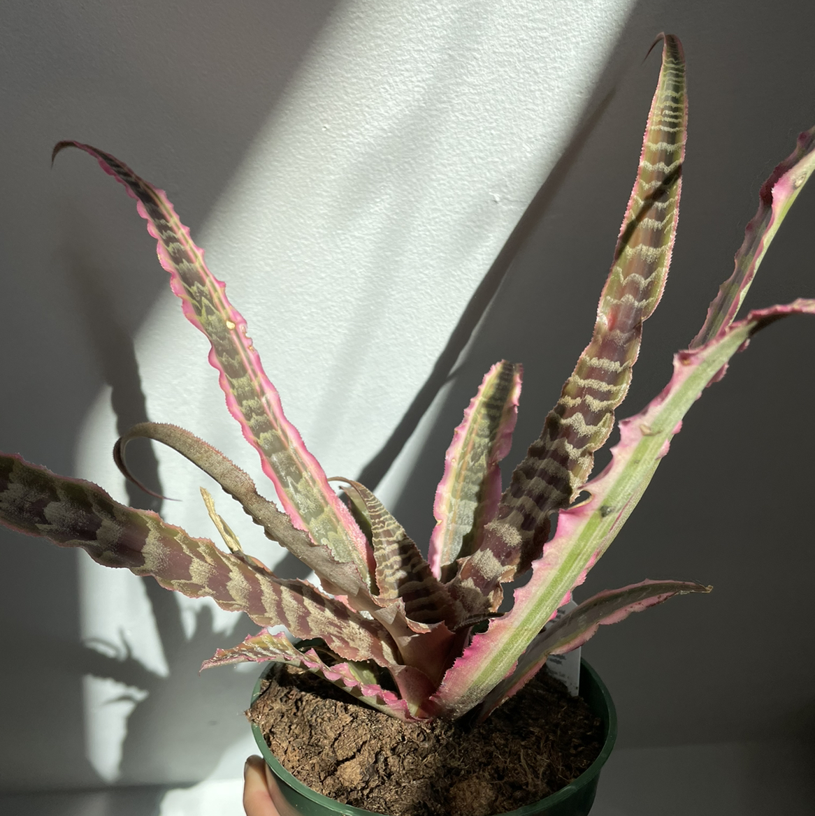 Potted Earth Stars plant with striped leaves showing some yellowing and browning.