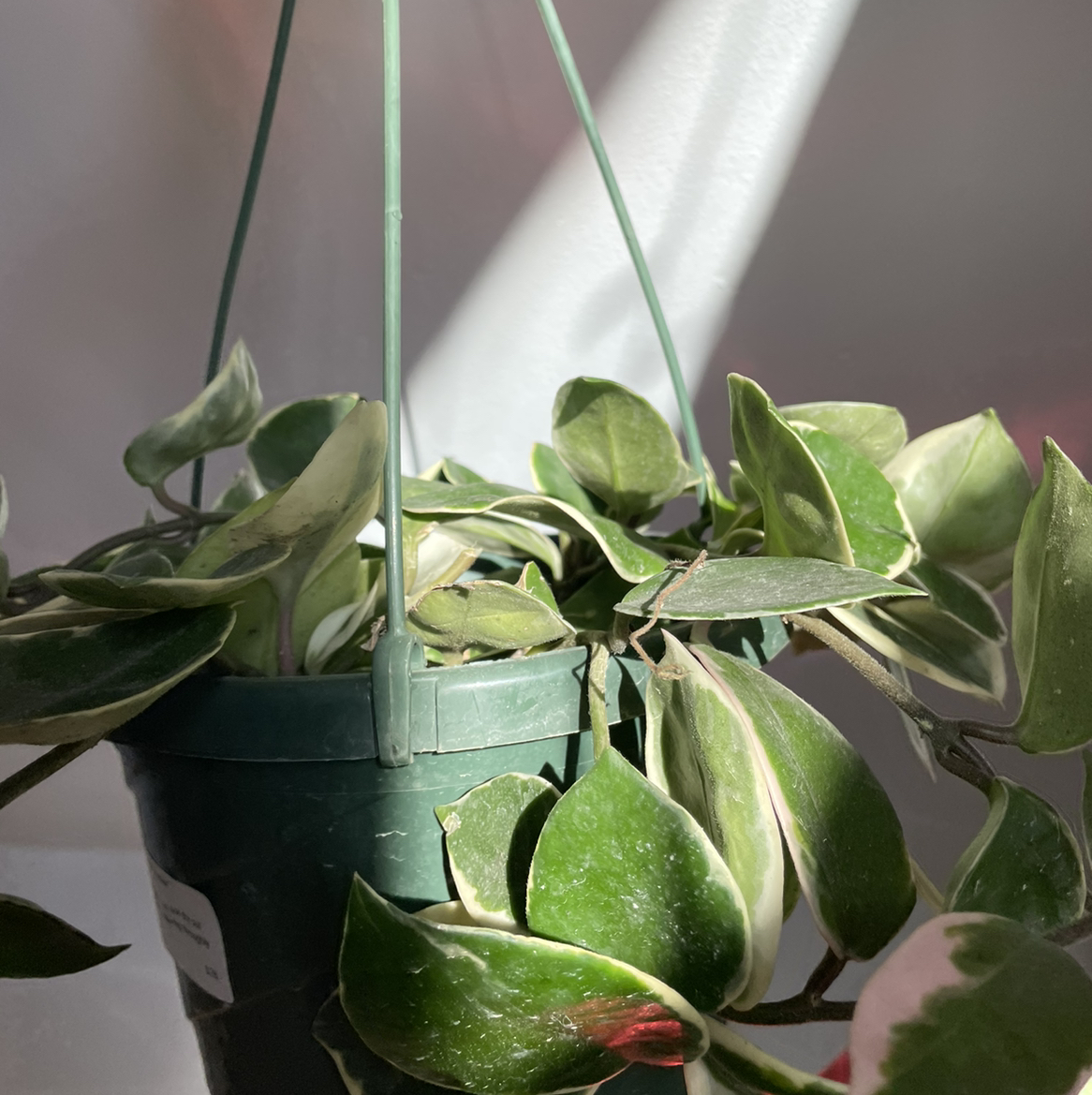 Healthy potted silver dollar tree plant with round, silvery-green leaves hanging from strings against a light background.