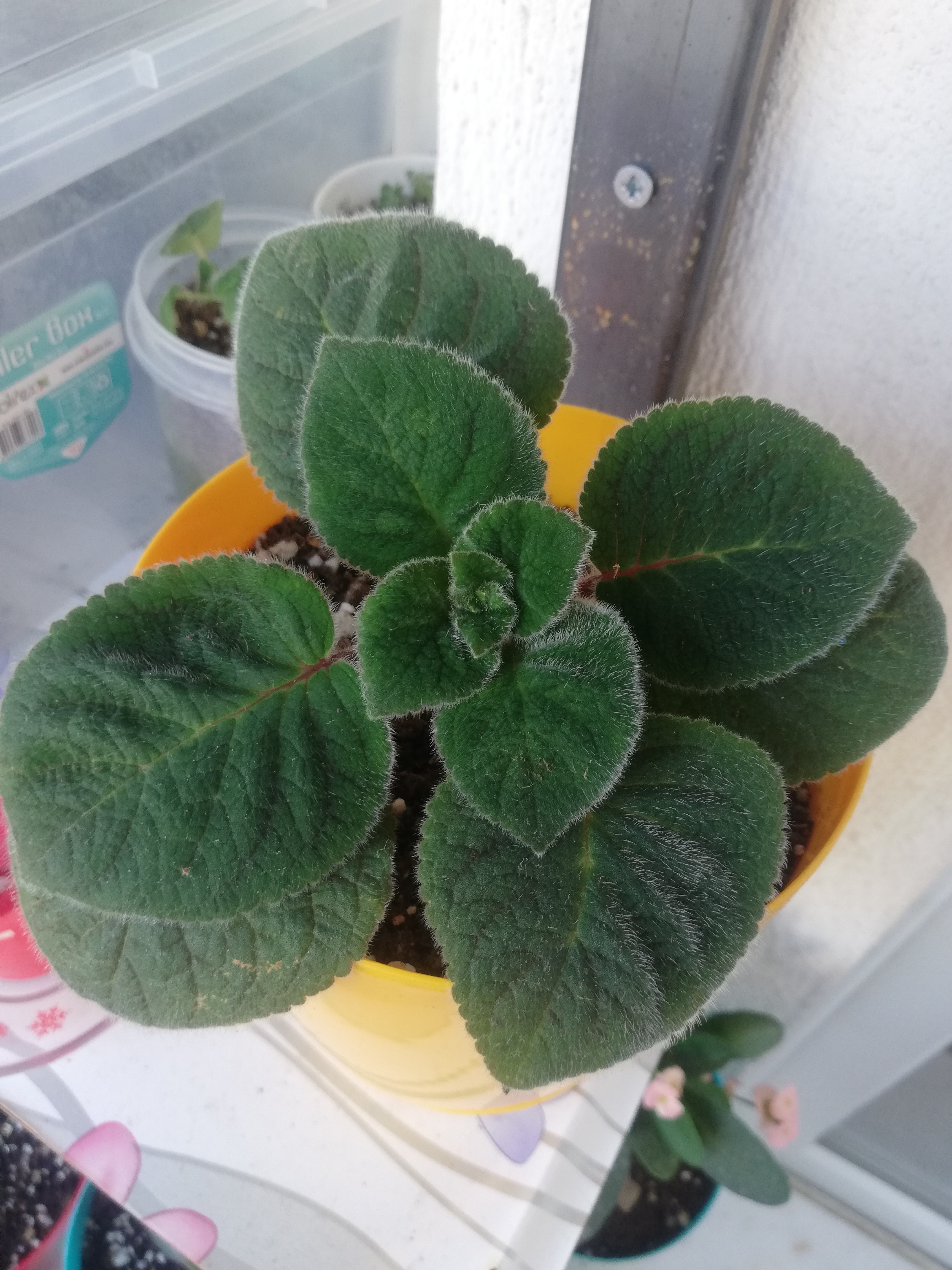 Photo of the plant species kohleria by @SwellAloevera named Kohleria on Greg, the plant care app
