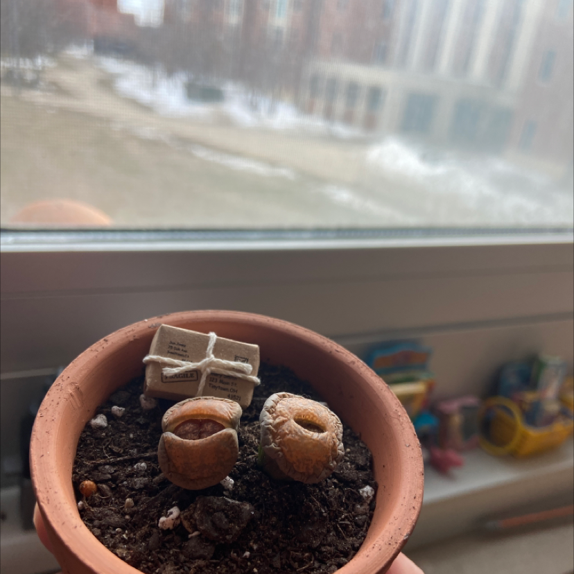 Lithops bromfieldii plant in a terracotta pot near a window, showing signs of browning.