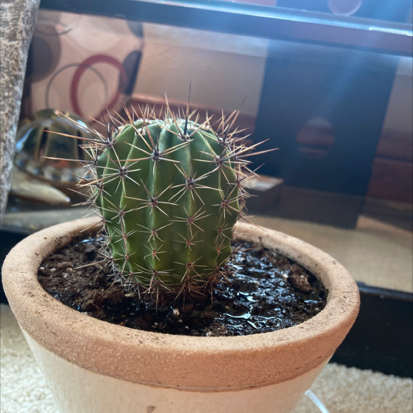 A young Saguaro cactus in a pot with visible soil, appearing healthy.