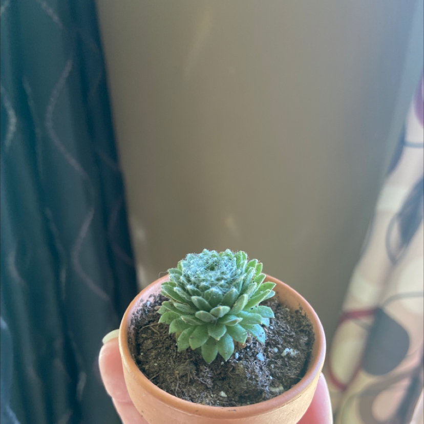 Cobweb Hens and Chicks succulent in a small terracotta pot held by a hand.