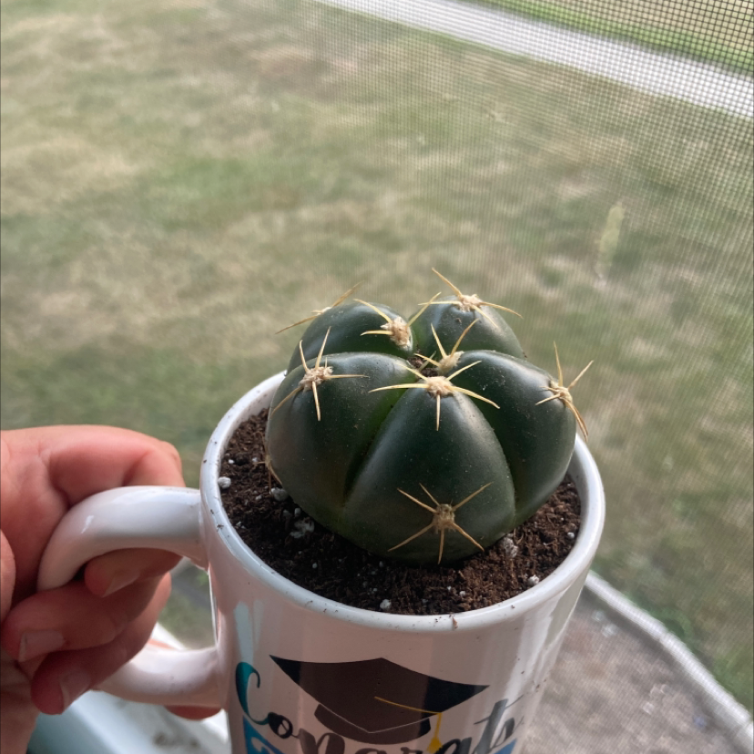 A healthy Devil's Pincushion cactus planted in a mug with visible soil.