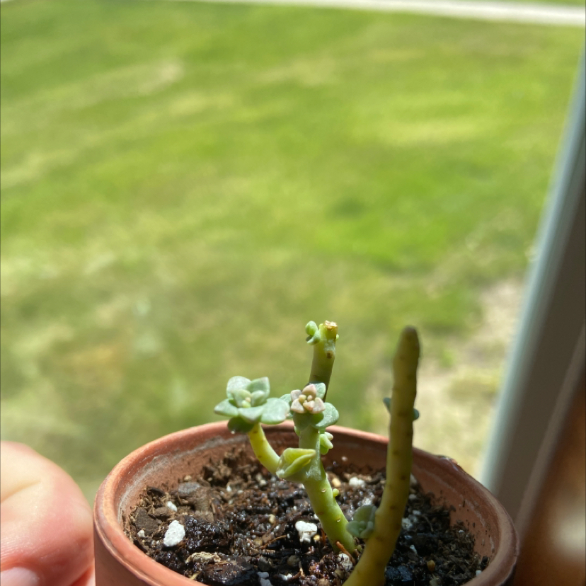 Photo of the plant species Pink Granite by @kaishawanatee named teeny on Greg, the plant care app