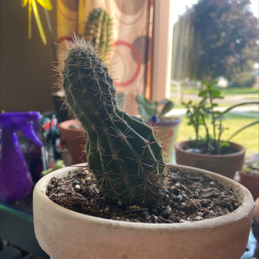 A young Saguaro cactus in a pot with visible soil, surrounded by other plants and household items.