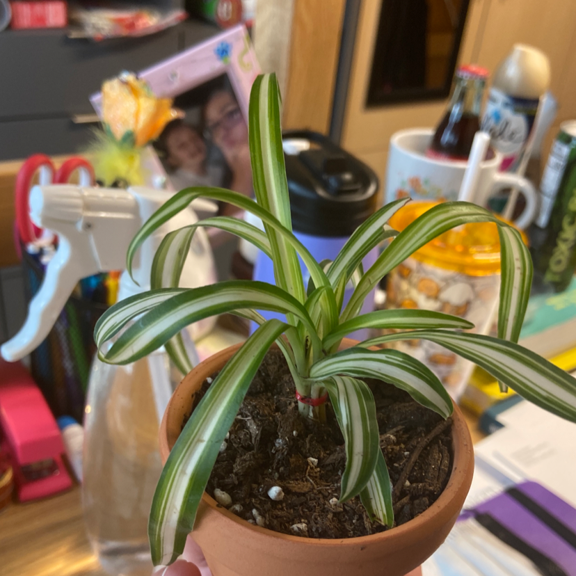 Spider Plant plant photo by @kaishawanatee named jerry on Greg, the plant care app.