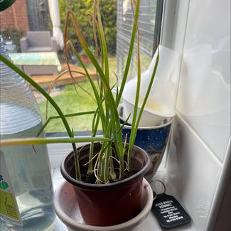 Long Green Onion plant in Highfields Caldecote, England