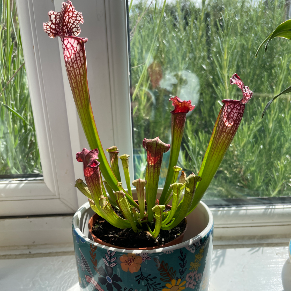 White Topped Pitcher Plant in a decorative pot on a windowsill, appearing healthy.