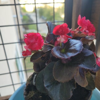 Clubed Begonia plant in Austin, Texas