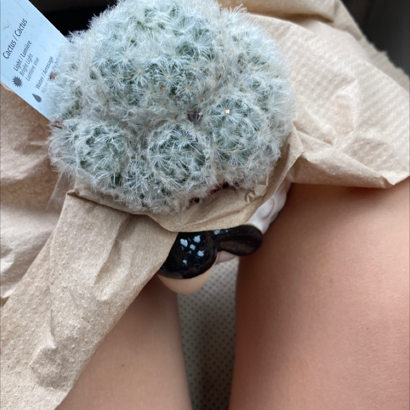 Mammilloydia plant with dense white spines, wrapped in paper, human legs in background.