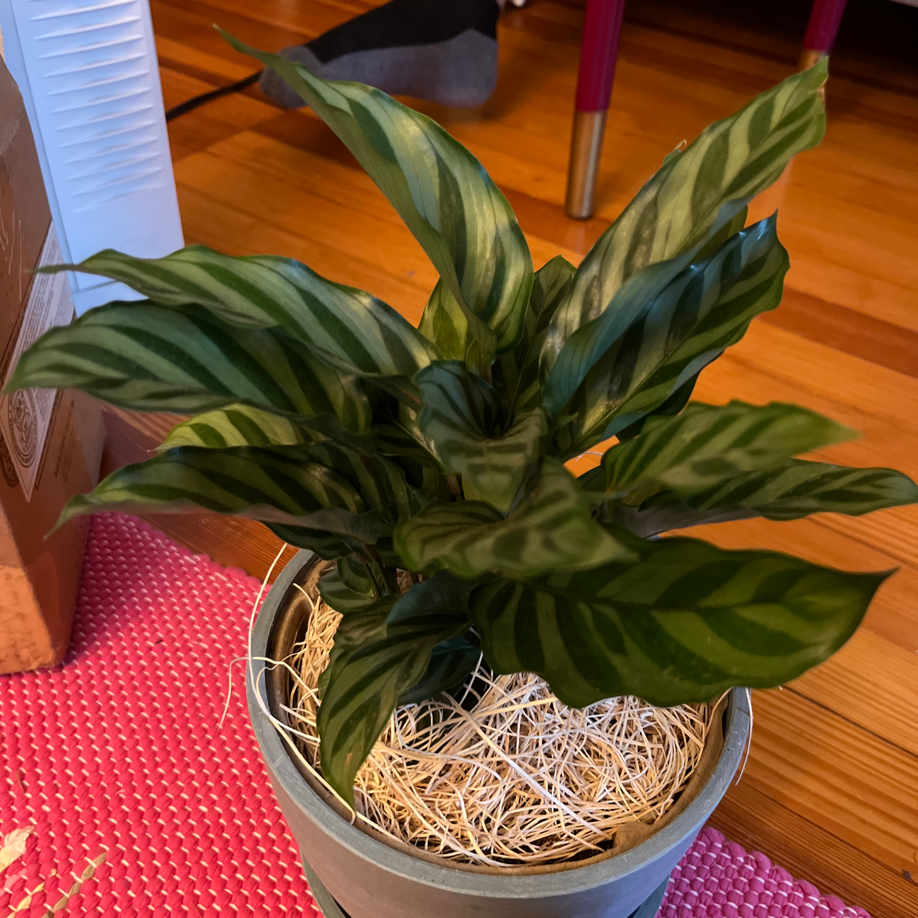 Calathea 'Freddie' plant in a pot with straw-like mulch, vibrant green leaves with patterns.
