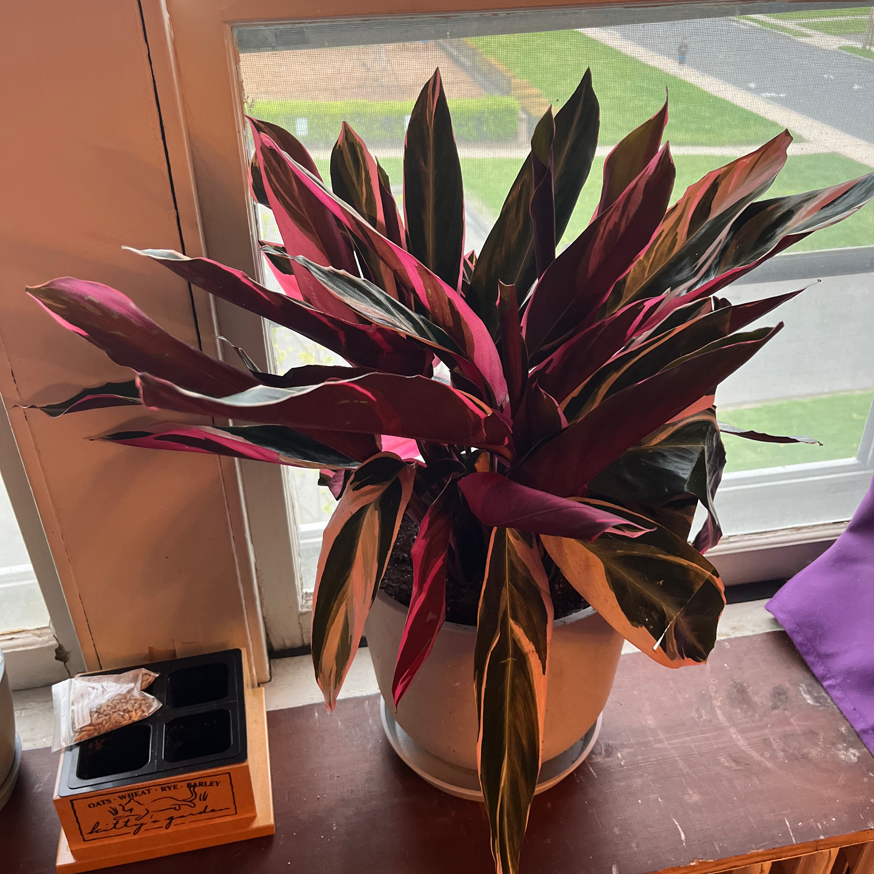 Triostar Stromanthe plant with variegated leaves on a windowsill.