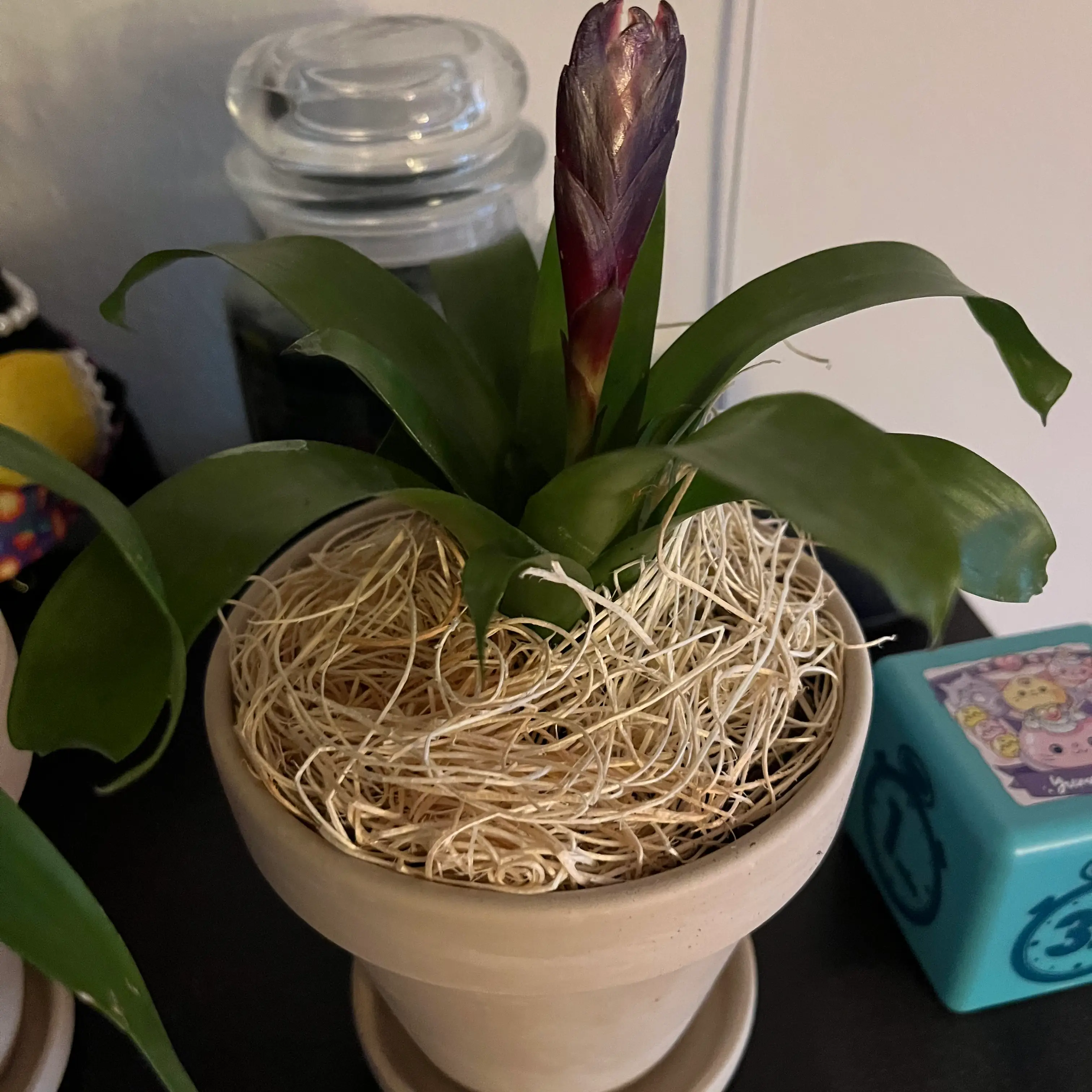 Potted Flaming Sword plant with a prominent flower spike and mostly healthy leaves.