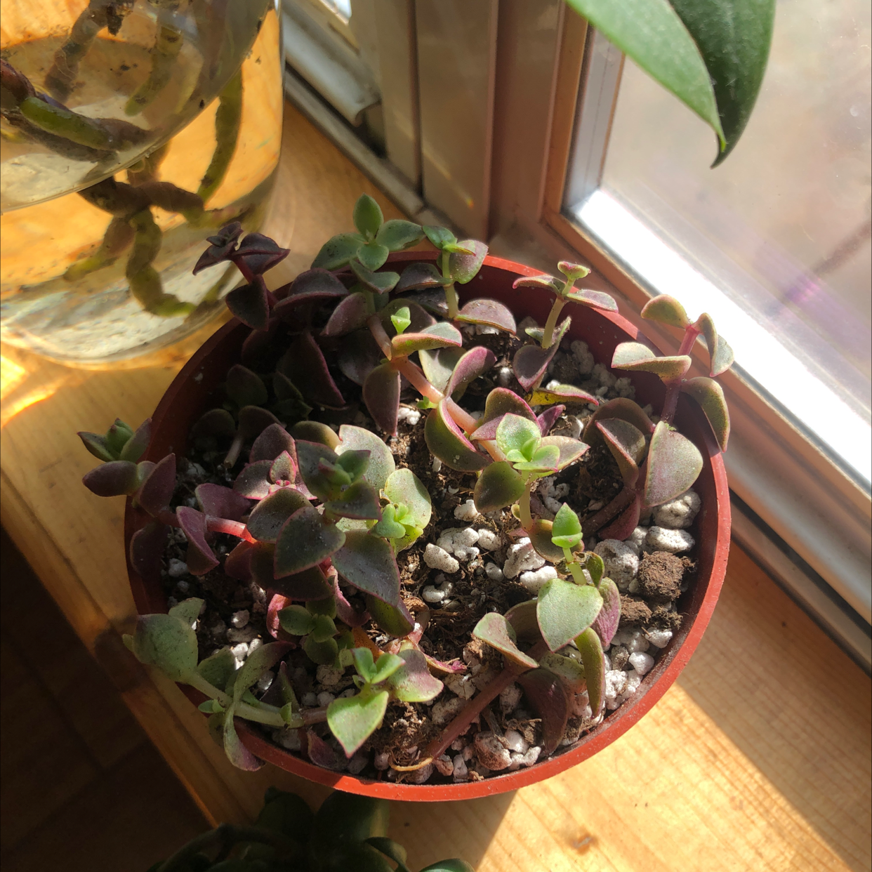 Thriving Crassula Pellucida plant with densely packed reddish-purple heart-shaped leaves in a small red pot on a wooden surface.