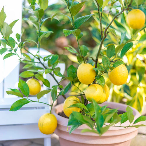 Photo of the plant species Meyer Lemon Tree by @BlueNanogoo named Lemon on Greg, the plant care app