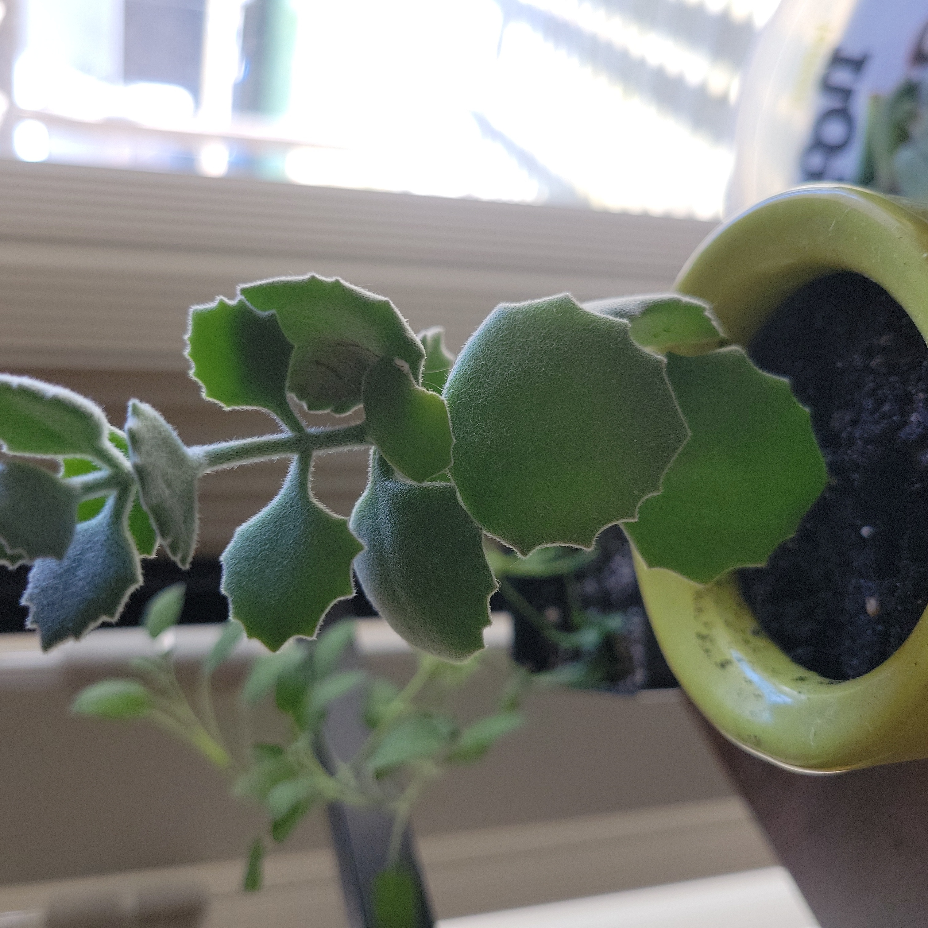 Millot Kalanchoe plant with thick, fuzzy leaves in a small pot with visible soil.
