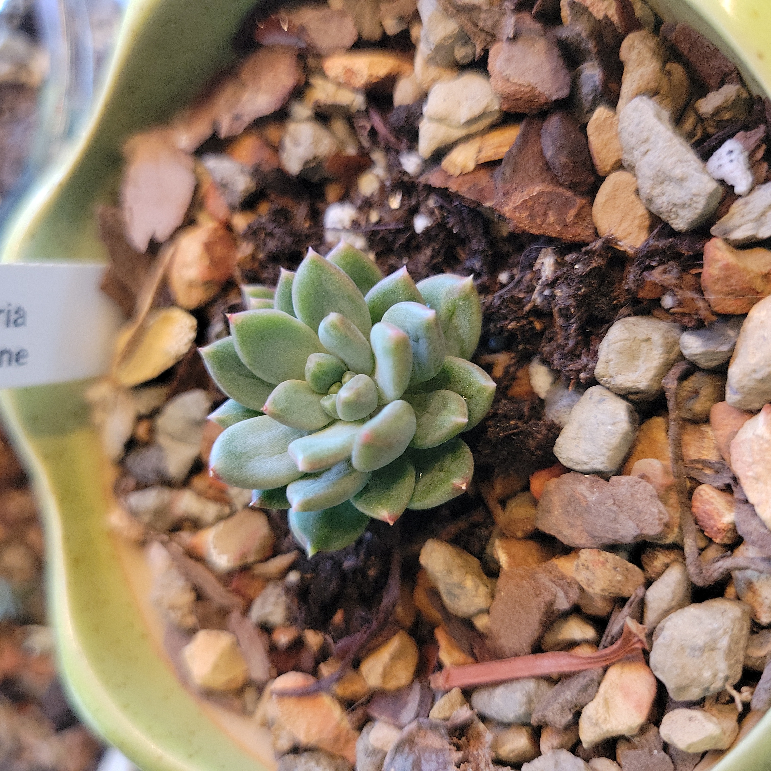 Photo of the plant species Pachyveria Jewel Tone by @BlueNanogoo named Jewel Tone on Greg, the plant care app
