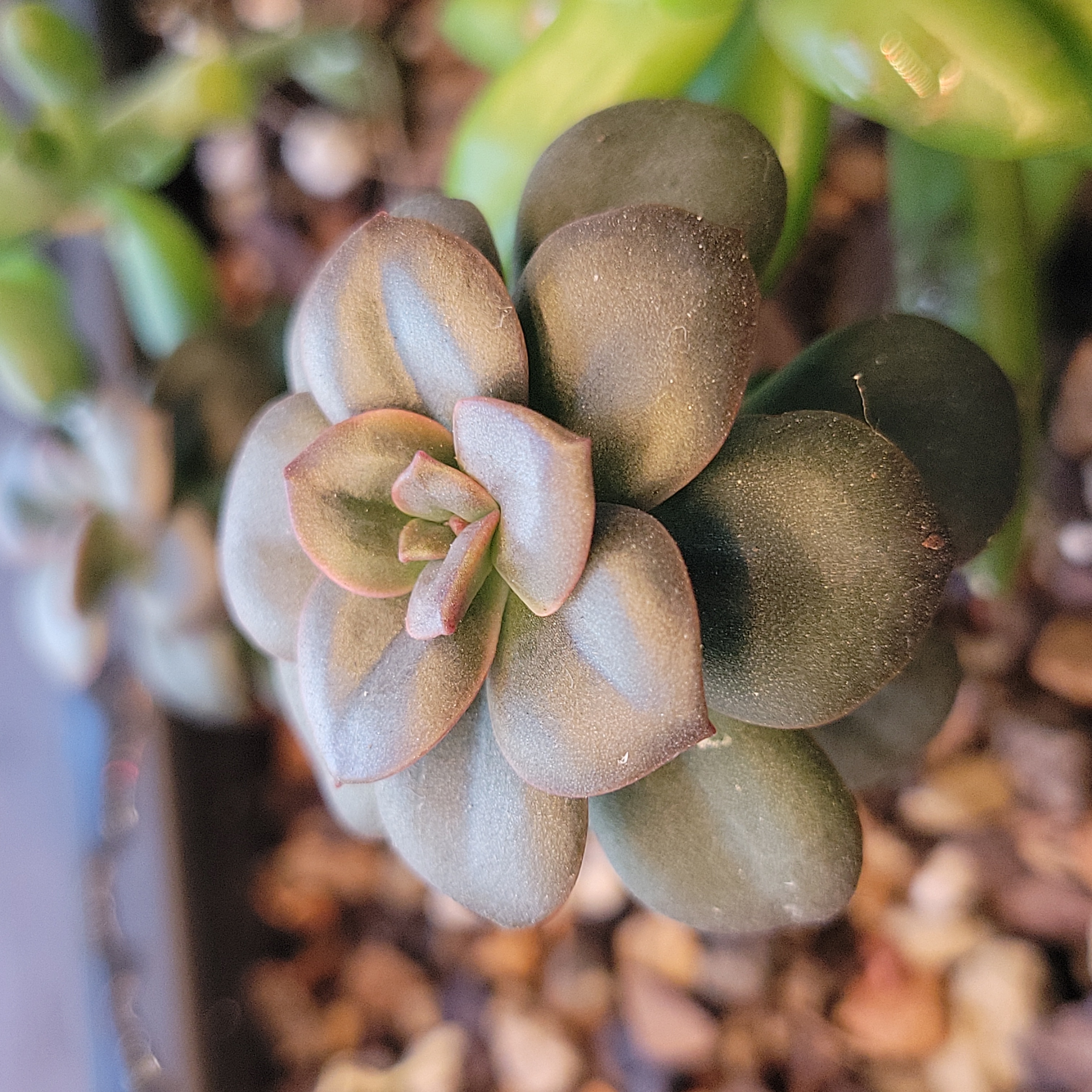 Echeveria 'Chroma' succulent with colorful rosette leaves, healthy appearance.