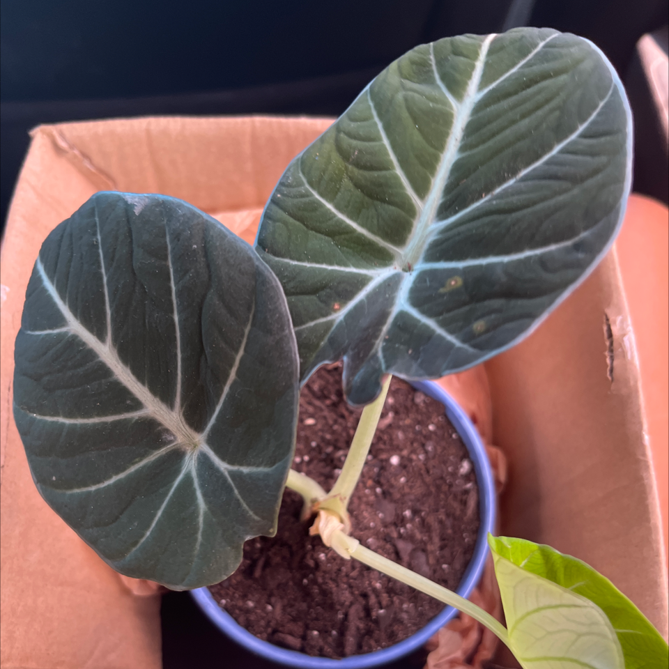 Close-up of a healthy Wild Cabbage plant with thick, waxy bluish-green leaves in a small pot, showing prominent white leaf veins.