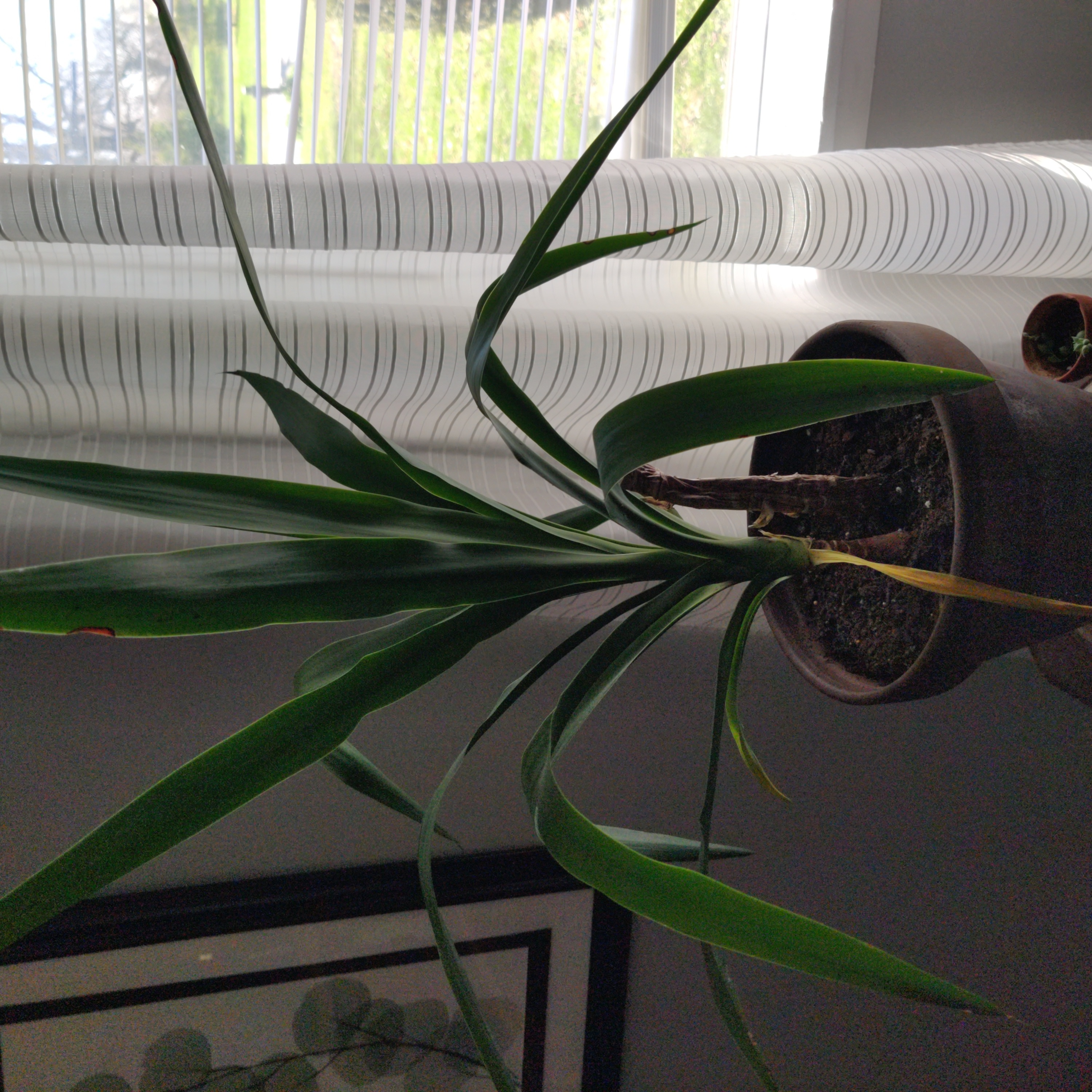 Open Weave Dragon Tree plant with long, narrow green leaves in a pot with visible soil.