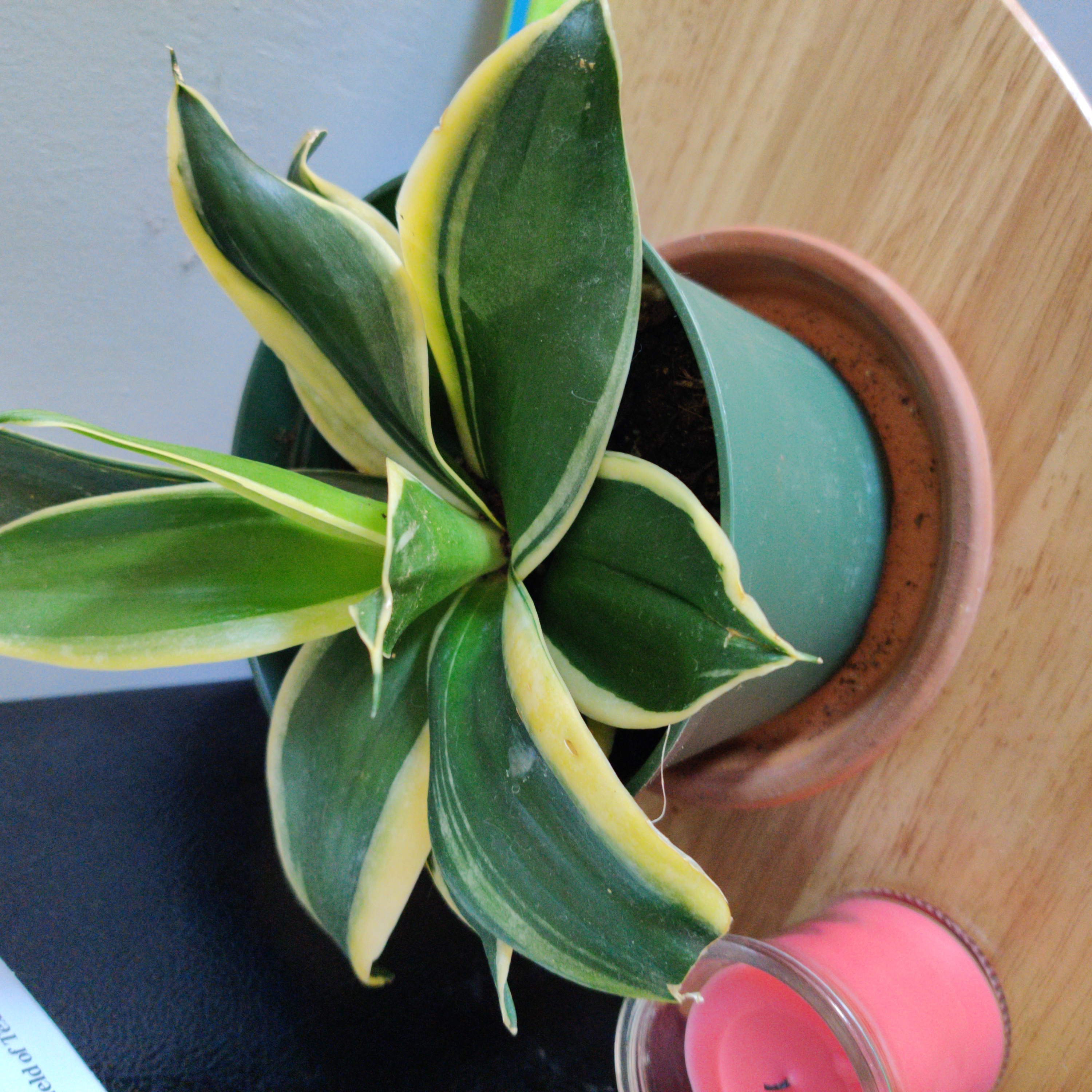 Black Star Snake Plant in a green pot with variegated leaves and yellow edges.
