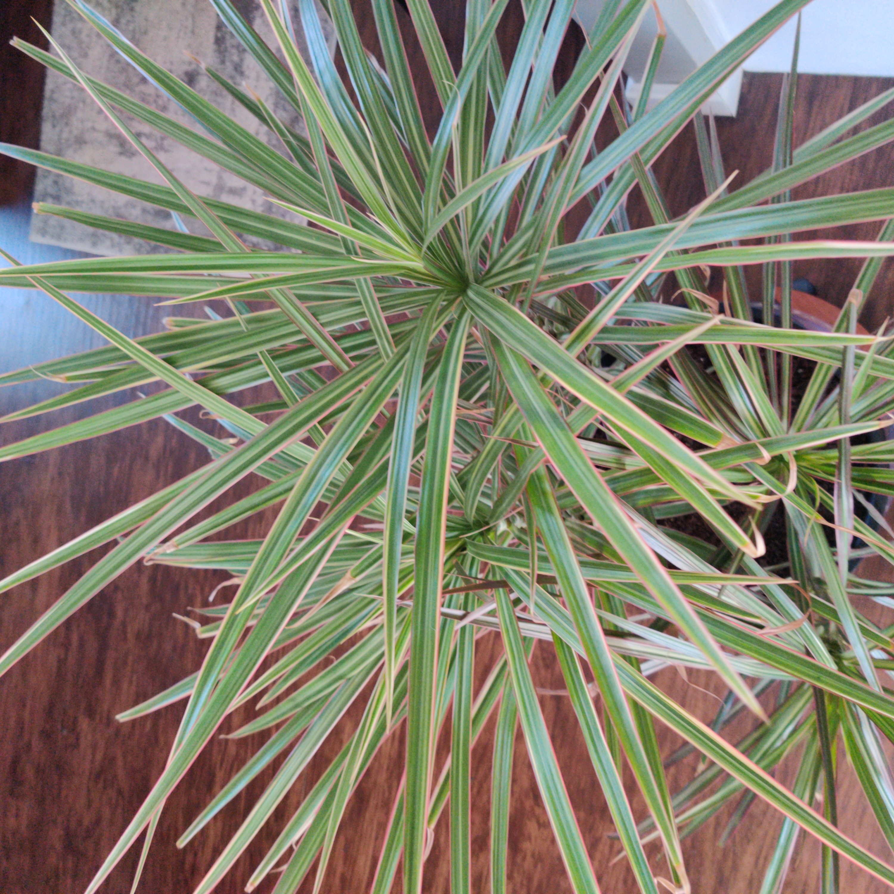 Healthy Open Weave Dragon Tree with long, narrow, green leaves featuring white stripes.