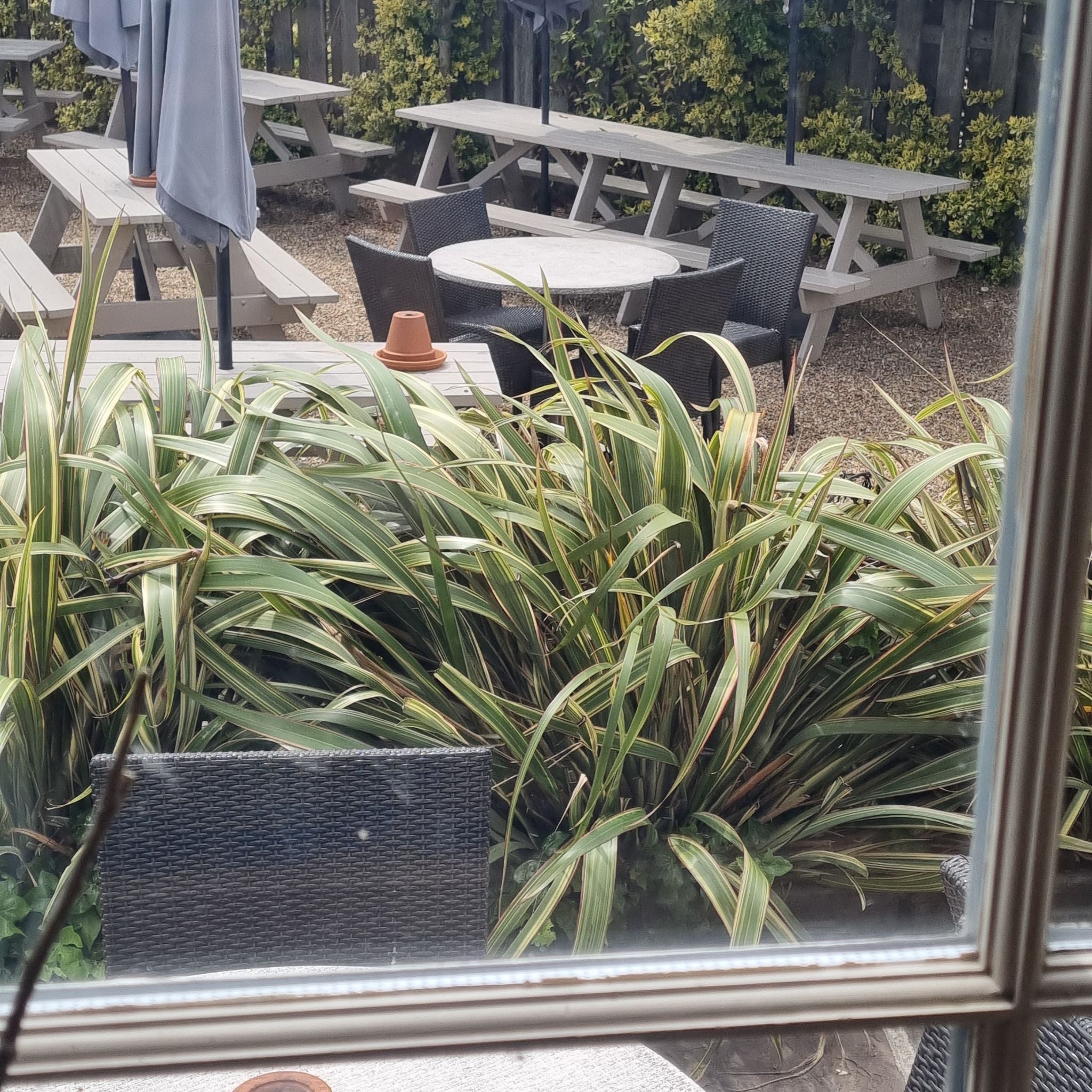 New Zealand Flax Ultimate Guide to Fertilizing