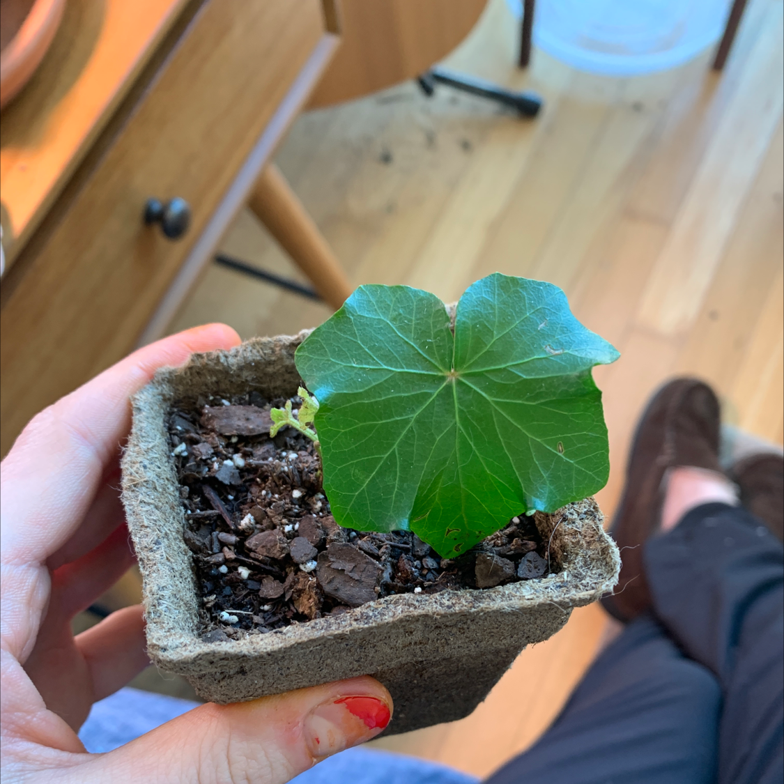 A small Garden Nasturtium plant in a pot with healthy green leaves and visible soil.