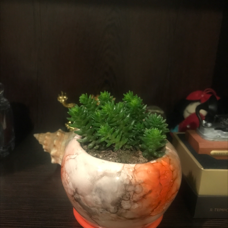 Photo of the plant species Cotyledon batesii by @IvorySabaw named Rebel on Greg, the plant care app