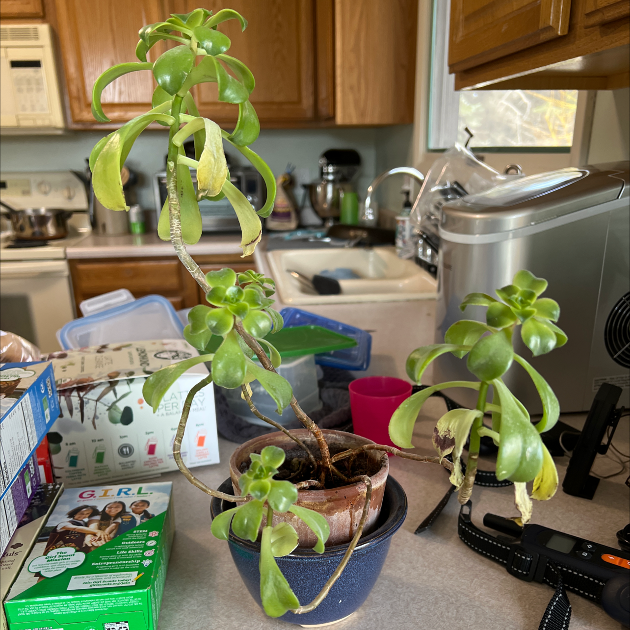 Tree Stonecrop plant with yellowing and browning leaves in a pot on a kitchen counter.