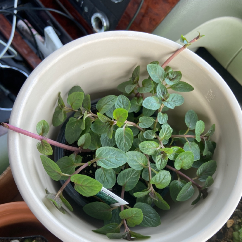 Potted Spearmint plant with healthy green leaves in a white pot.