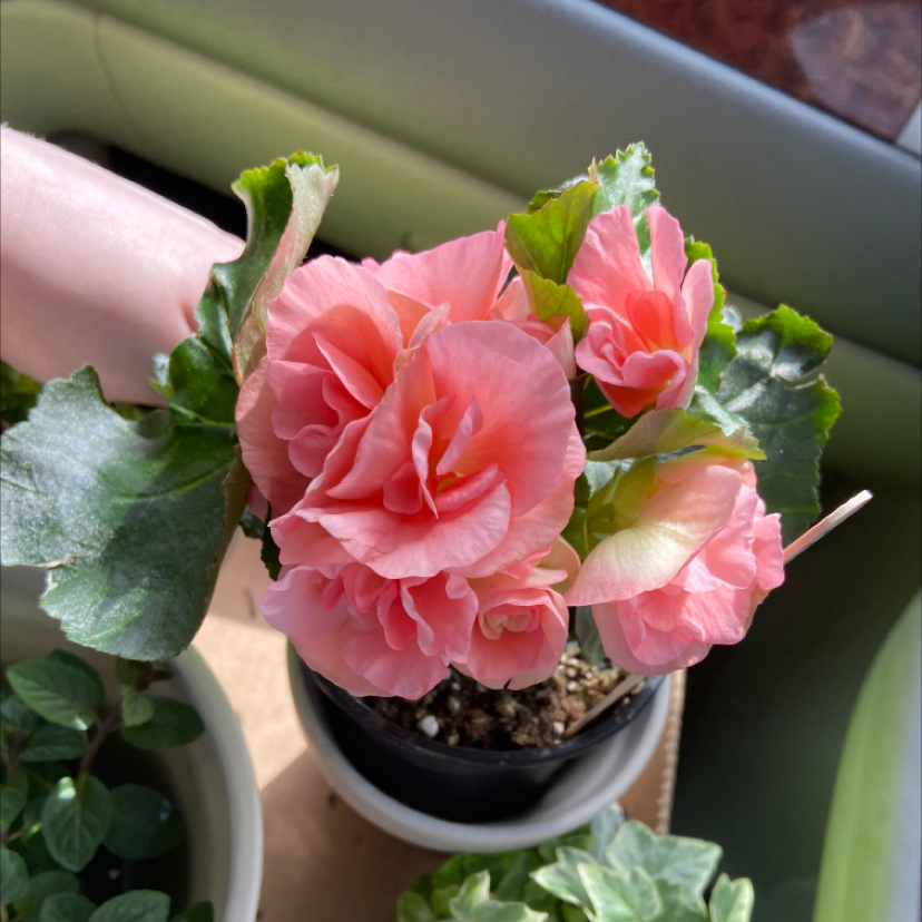 Tuberous Begonia with vibrant pink flowers in a pot, partially visible soil.