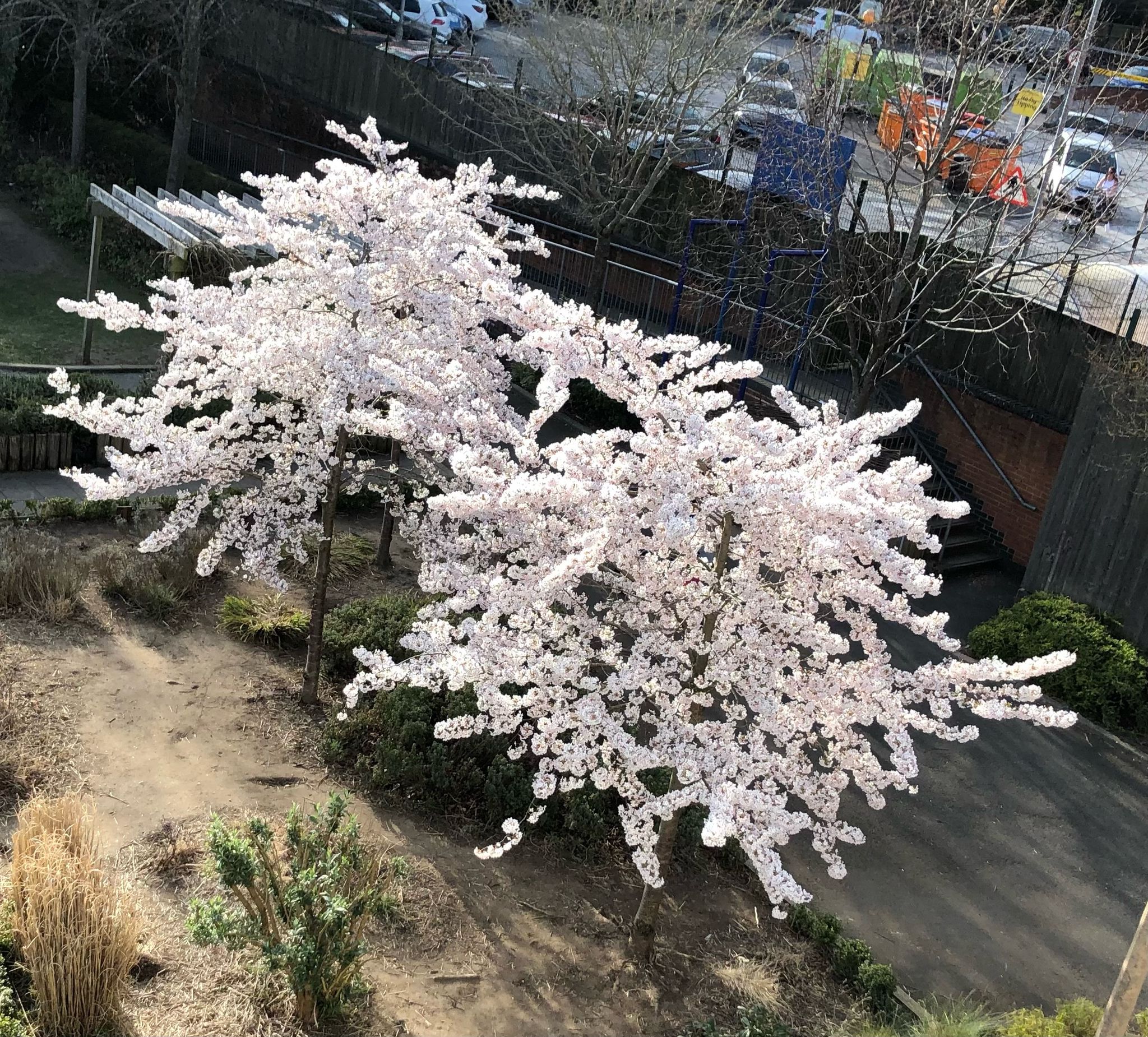 🌸 Why Are My Japanese Flowering Cherry Leaves Dropping?