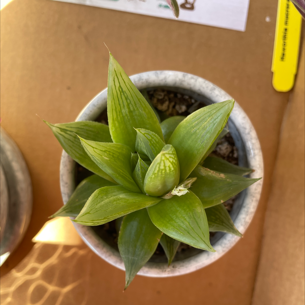 Photo of the plant species Glassrim Haworthia by @Tmarshall named Delilah on Greg, the plant care app