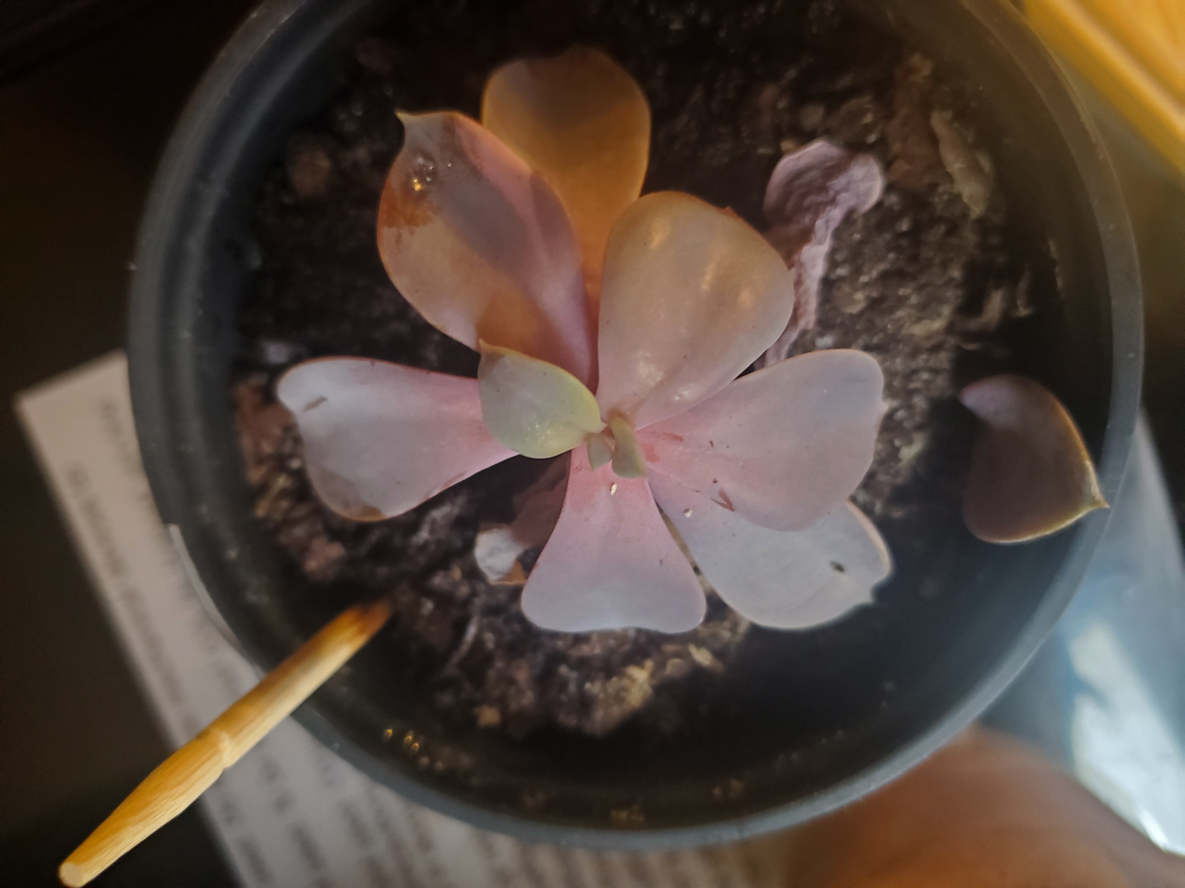 Echeveria 'Purple Pearl' plant in a pot with visible soil and some discoloration.