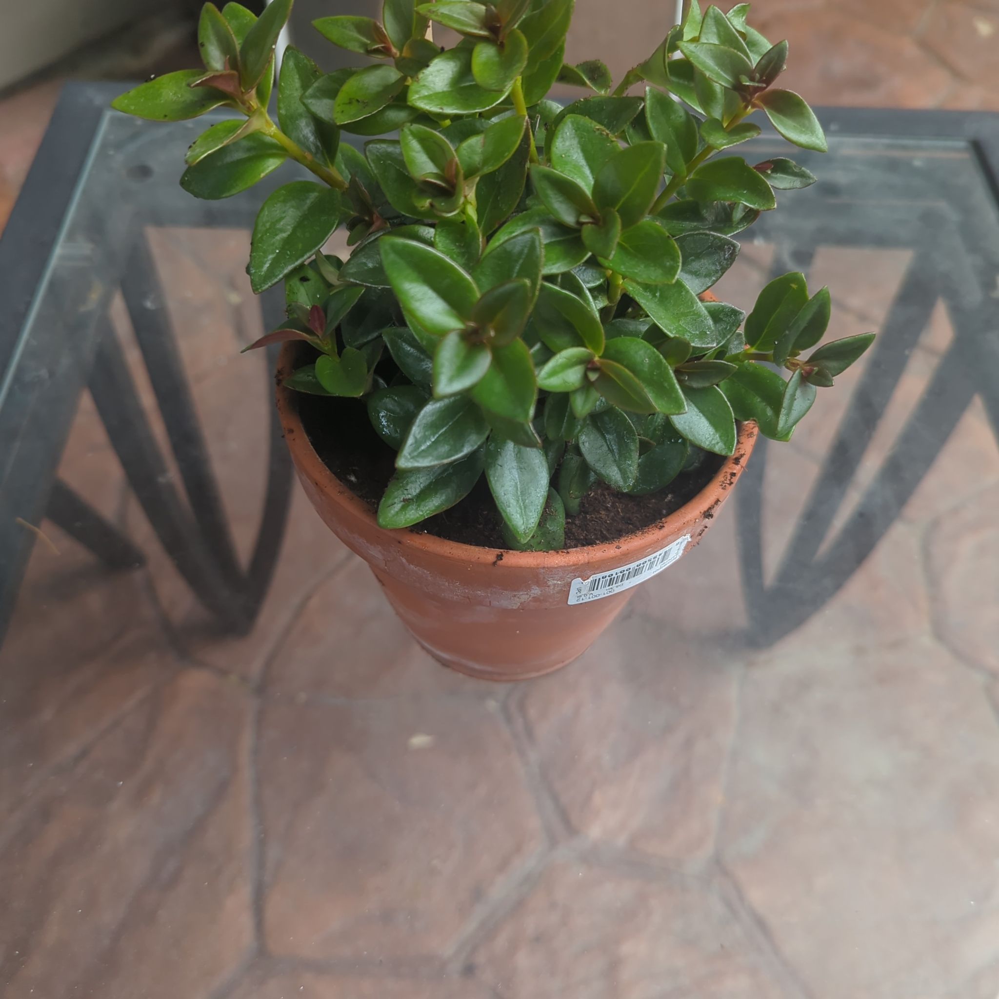 Potted Common Myrtle plant with glossy green leaves on a glass table.