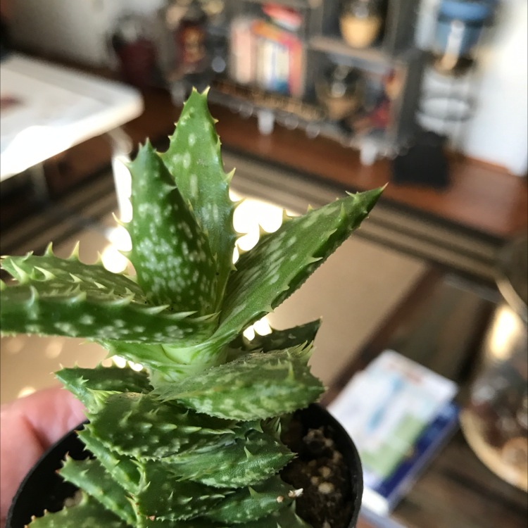 Broad-Leaved Aloe plant in a small pot, held by a hand, with vibrant green leaves and white spots.