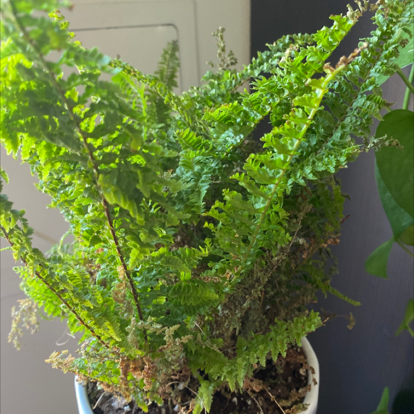 Healthy, thriving Erect Sword Fern with lush green fronds in a white ceramic pot, no visible issues.