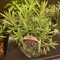 English Lavender plant