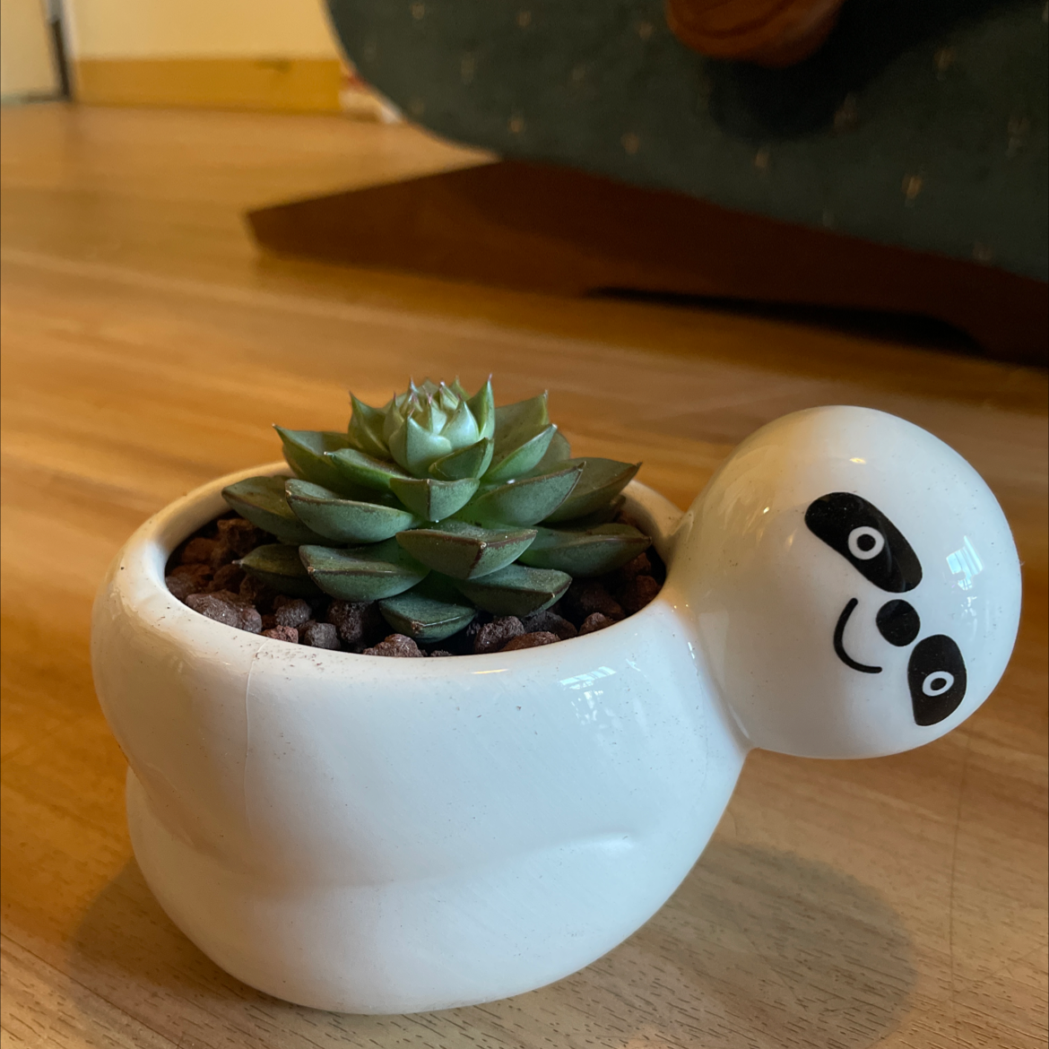 Echeveria 'Fleur Blanc' succulent in a sloth-shaped pot on a wooden surface.