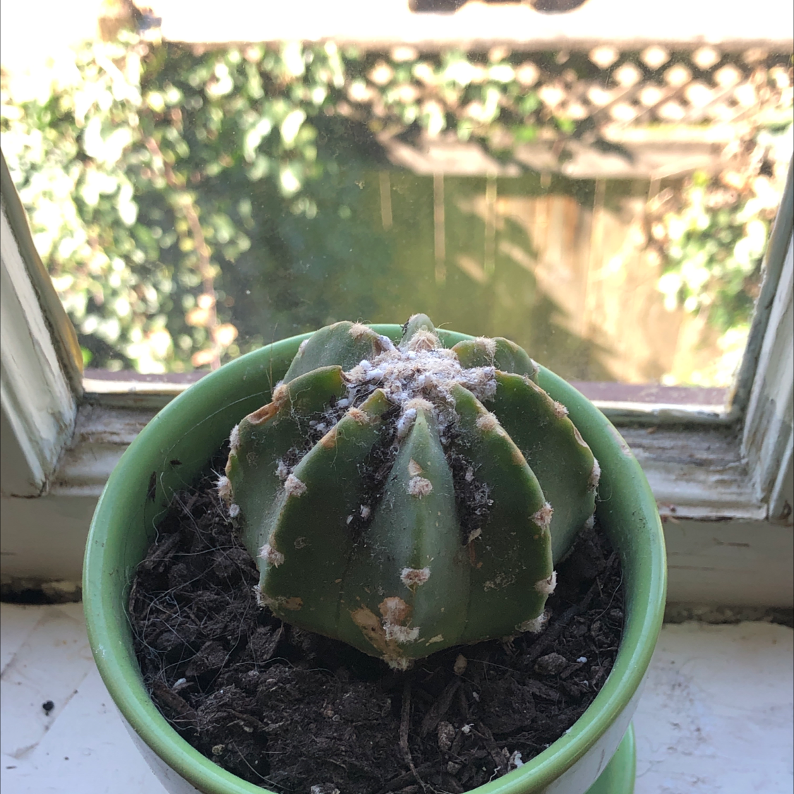 Sonora Barrel cactus in a green pot on a windowsill with visible white spots on its surface.
