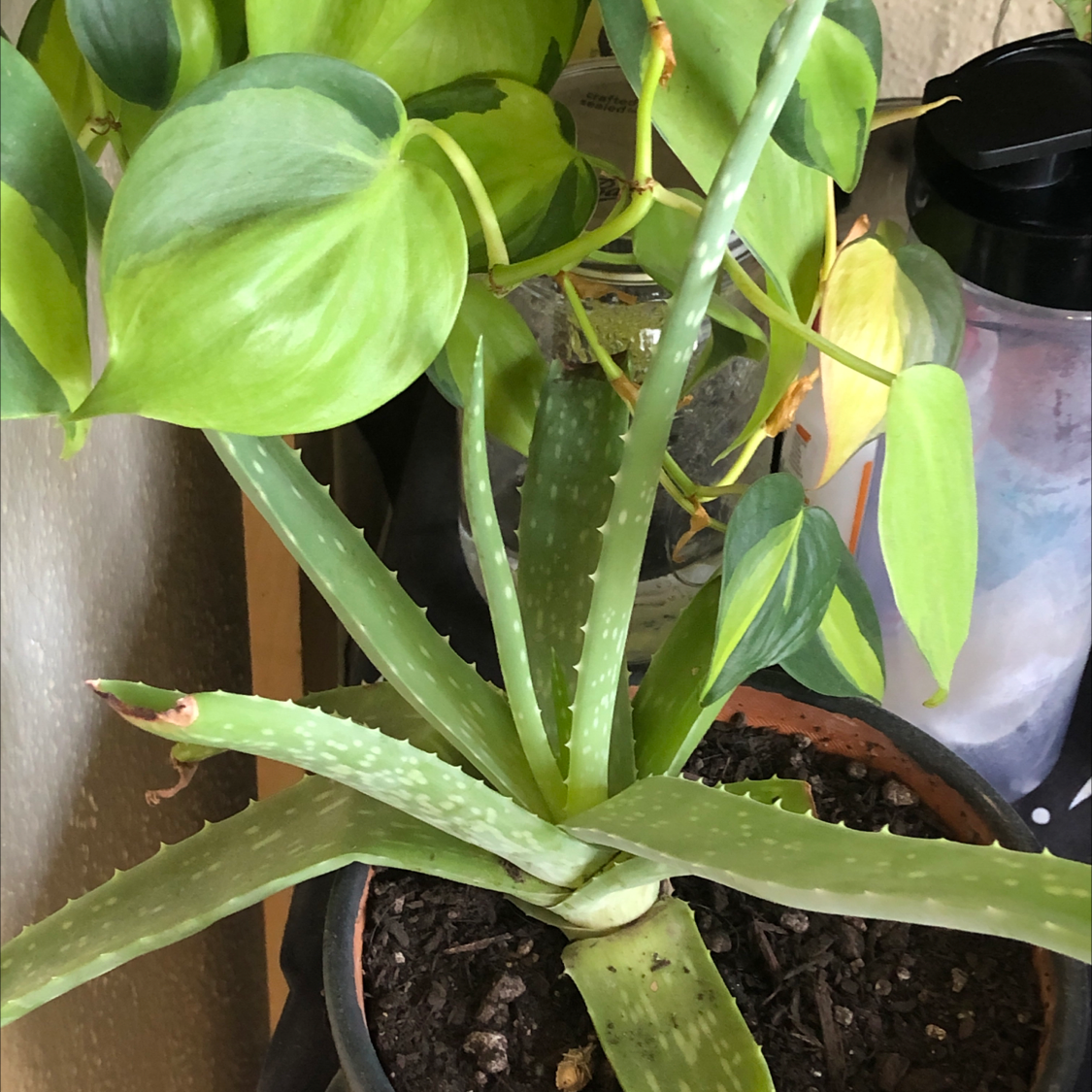 Aloe vera plant photo by Grace named Cleopatra on Greg, the plant care app.