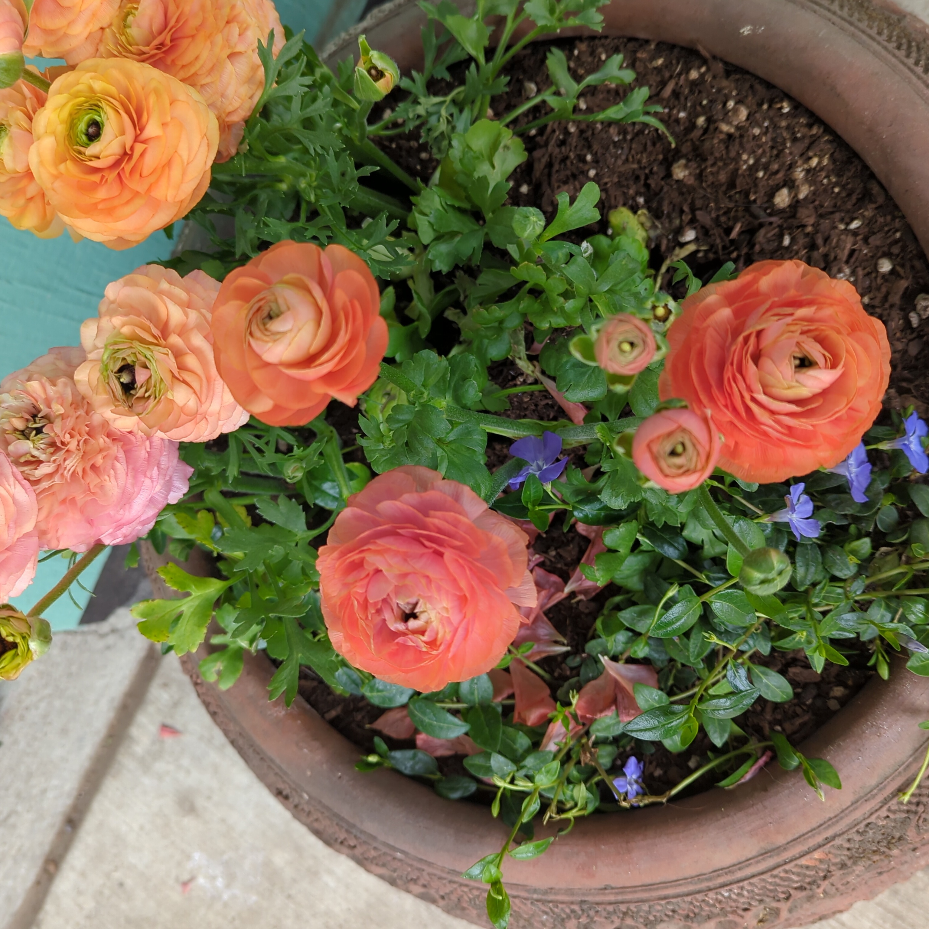 Potted Garden Ranuncula with vibrant orange flowers and some smaller blue flowers.