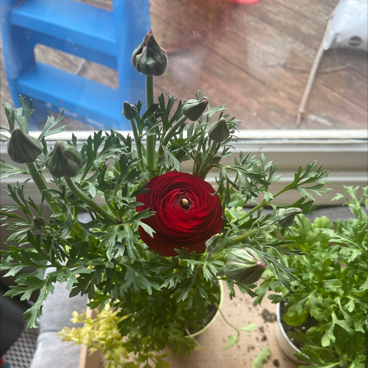 Garden Ranuncula plant with a red flower and multiple buds, placed near a window.